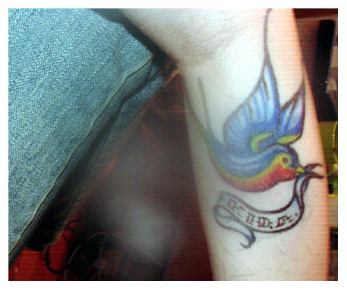 tattoos of doves. Alice Got Doves
