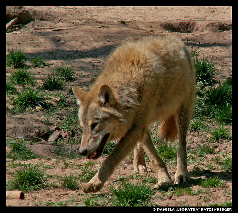 http://fc05.deviantart.net/fs11/f/2007/118/3/2/Dancing_Wolf_by_leopatra_lionfur.jpg