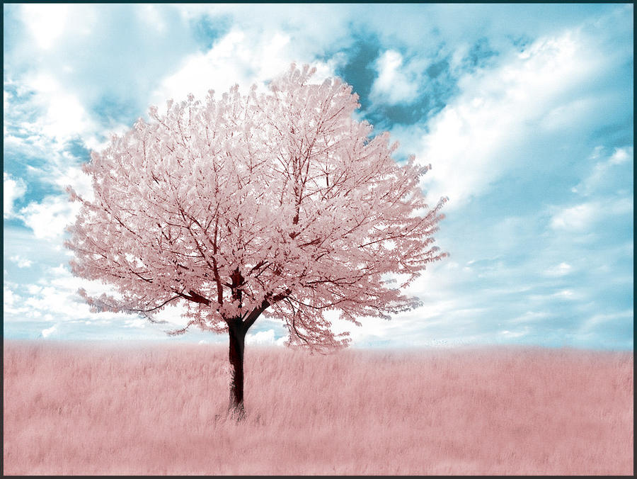 pink_tree_infrared____by_michilauke-dsumyl.jpg