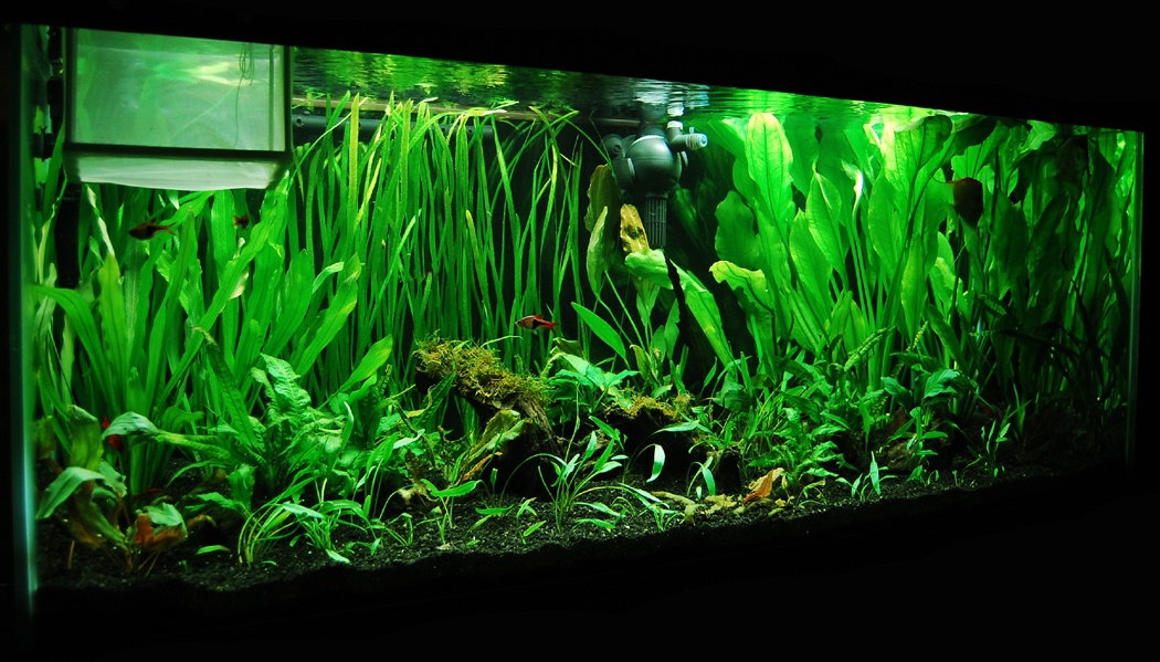 75 gallon planted tank 3 by IsabellaNY on DeviantArt