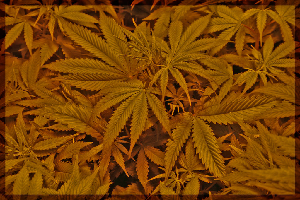 wallpaper marijuana. wallpaper marijuana.