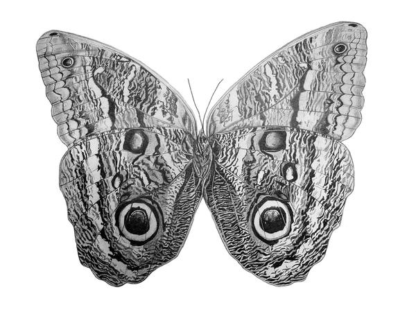 Owl butterfly drawing by