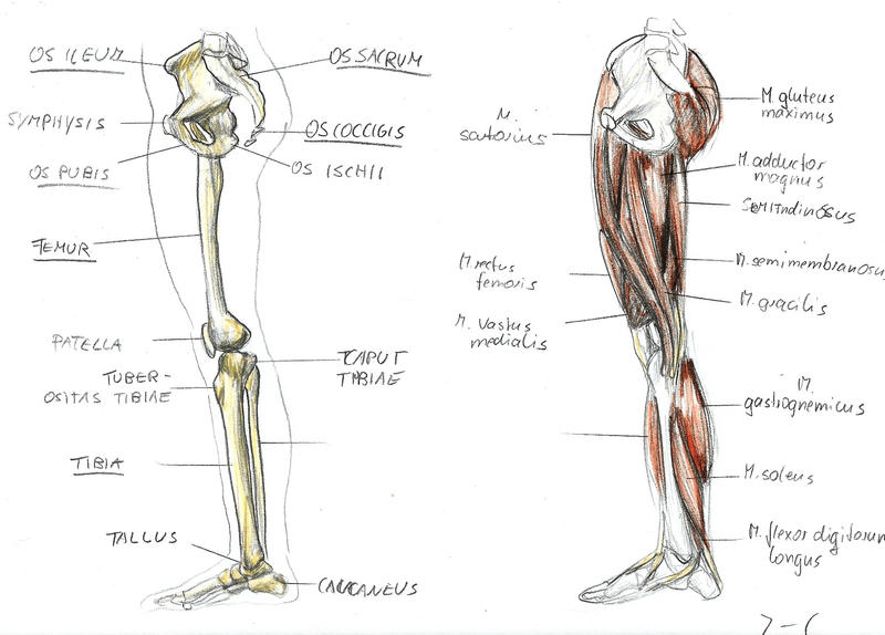 anatomy leg 3 by BK-81 on DeviantArt