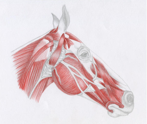 Horse Head Anatomy by CaptainHobel on DeviantArt