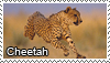 Cheetah_stamp_1_by_Tollerka.png