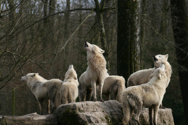 Pictures Of Wolves Howling. artic wolves howling by