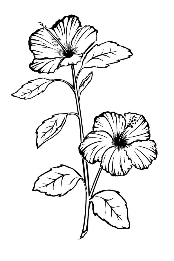Hibiscus Flower Tattoo - flower tattoo