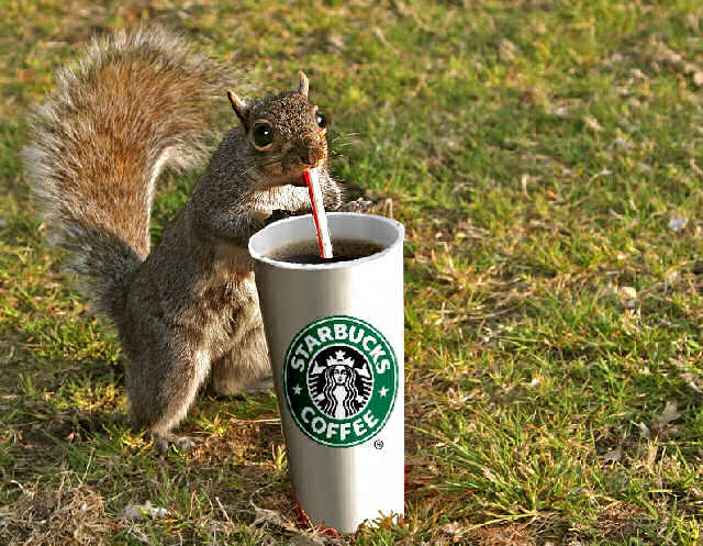 Squirrel_Coffee_by_Grampy0729.jpg