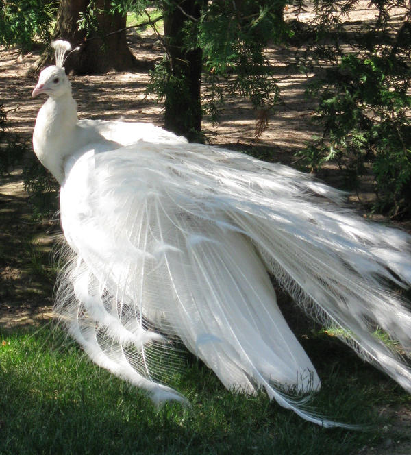 White Peacock 06 by MapleRosestock on deviantART white peacock wedding dress