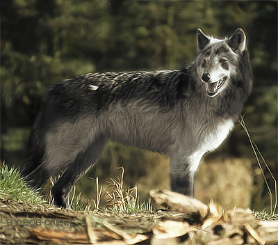 Real_Mightyena__by_MichaelSchumacher5.pn