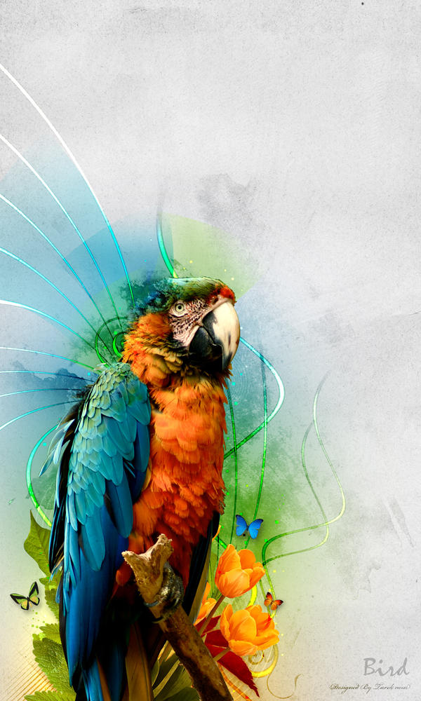 Bird - Graphic Design Inspiration