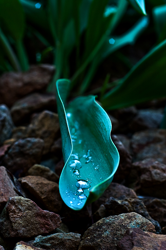 Wet Leaf by l Beej l