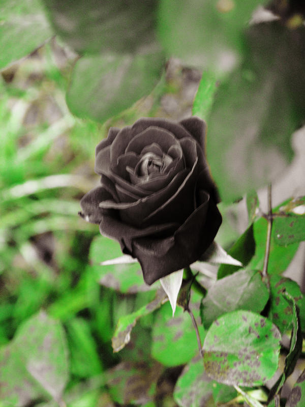 Black Rose II by lookingforhope on deviantART