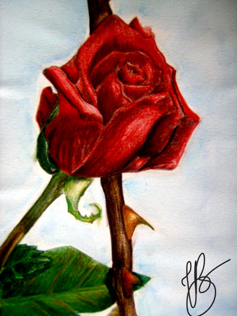 A_rose_and_thorns_by_Coco_cha.jpg