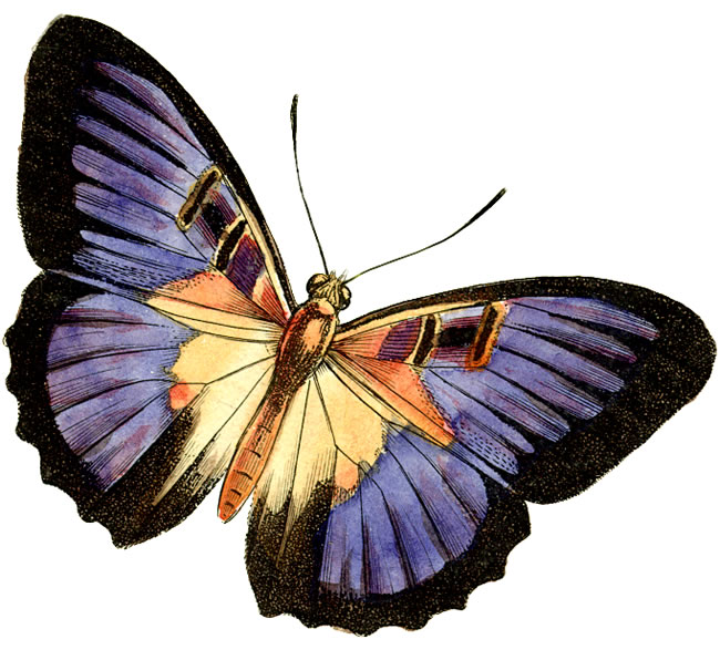free clip art of a butterfly - photo #44