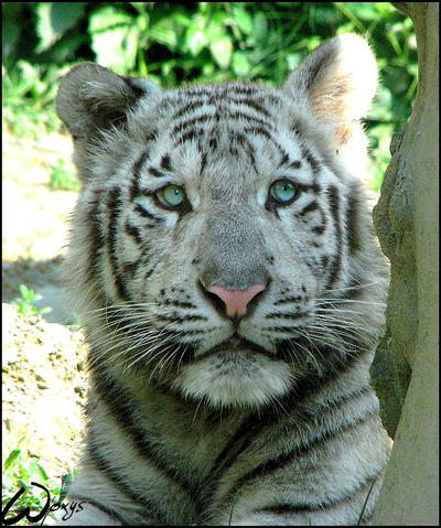 tiger cubs wallpaper. Tiger Cubs White.