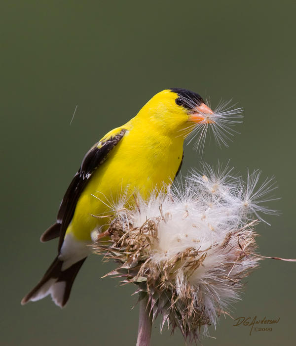 Goldfinch_with_thistle_seed_by_DGAnder.jpg