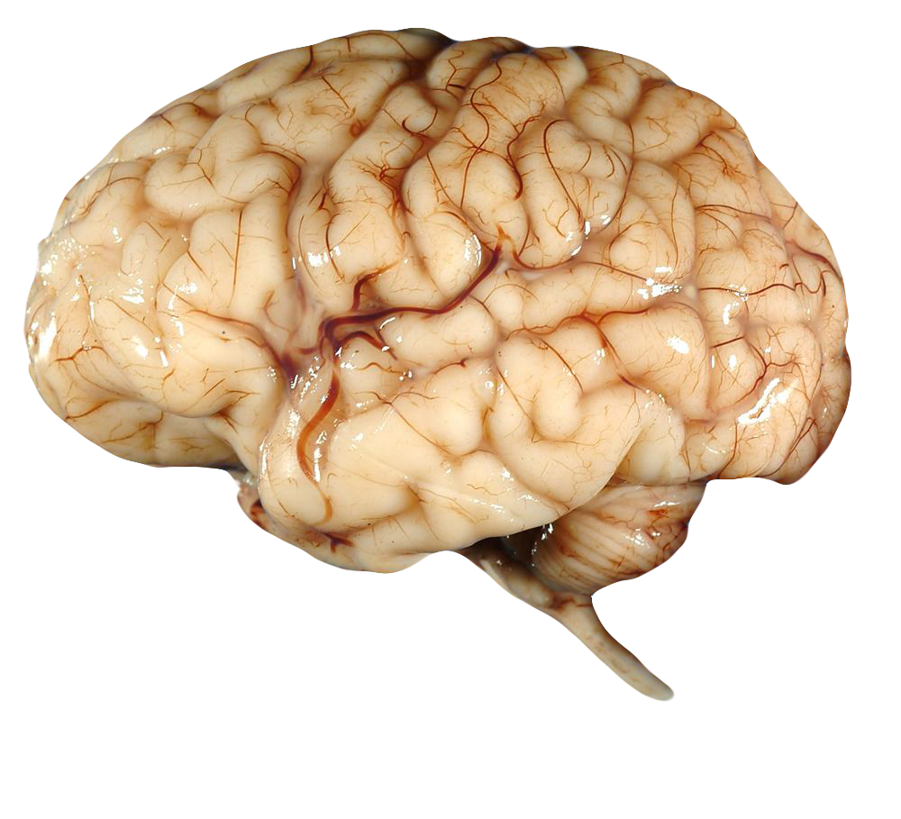 Brain_FREE_Transparent_PNG_by_AbsurdWordPreferred.png