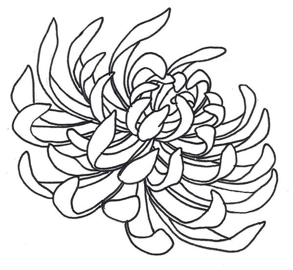 Spider Chrysanthemum by sneakyguy on deviantART