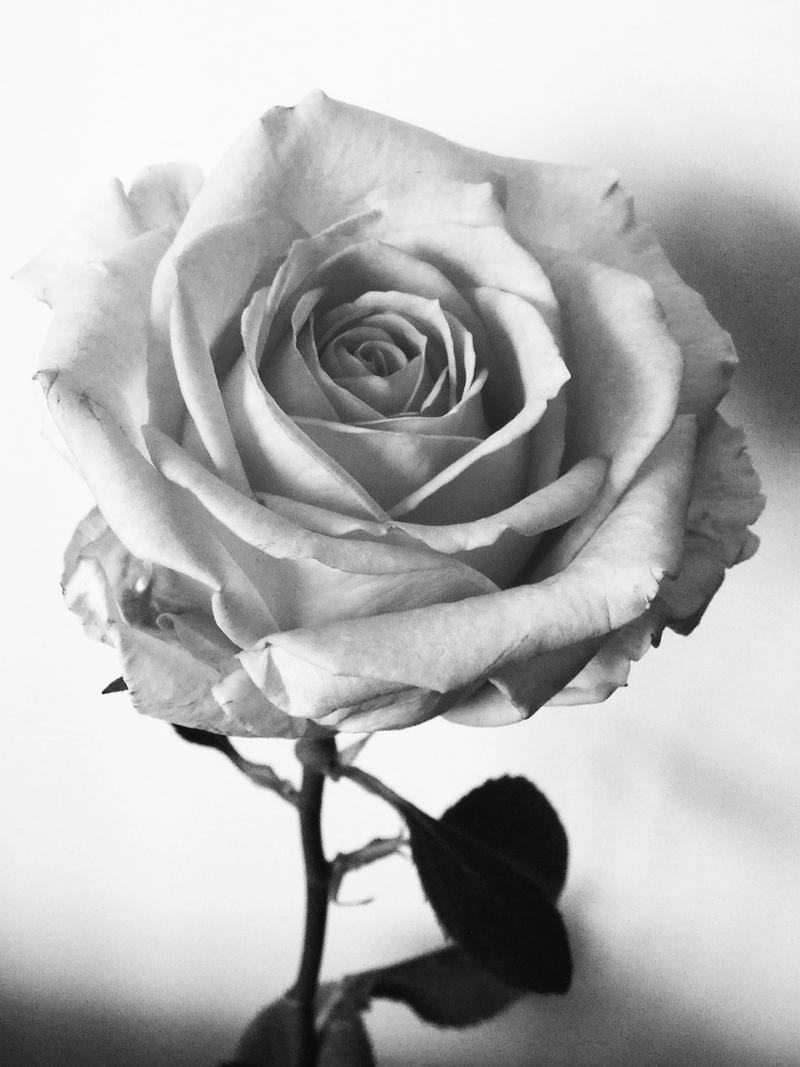 Black Rose And White Rose