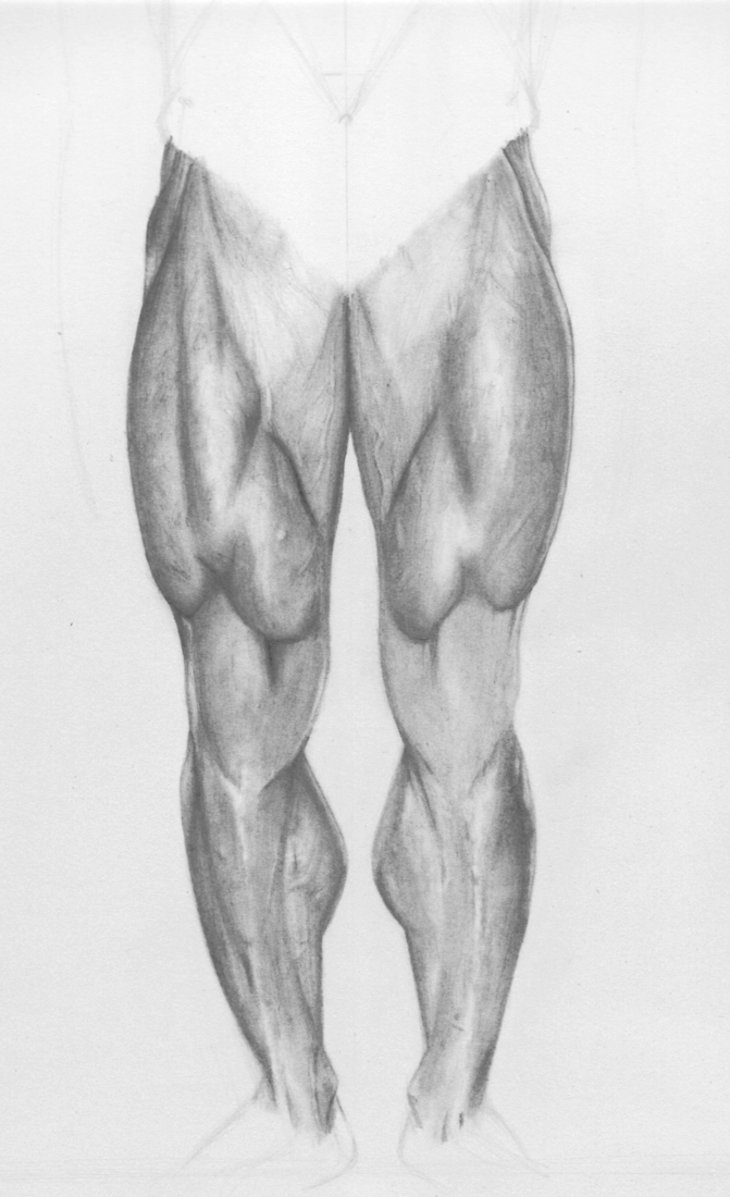 muscles of leg. Gallery | leg muscles