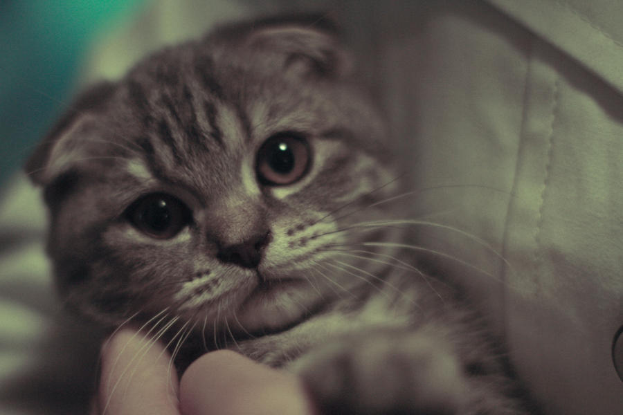 Cat_by_CuCat.jpg
