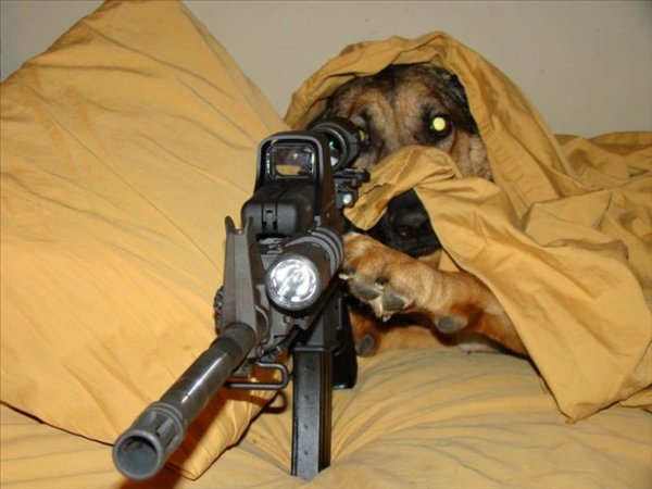 sniper_dog_by_epicax-d314dtc.jpg