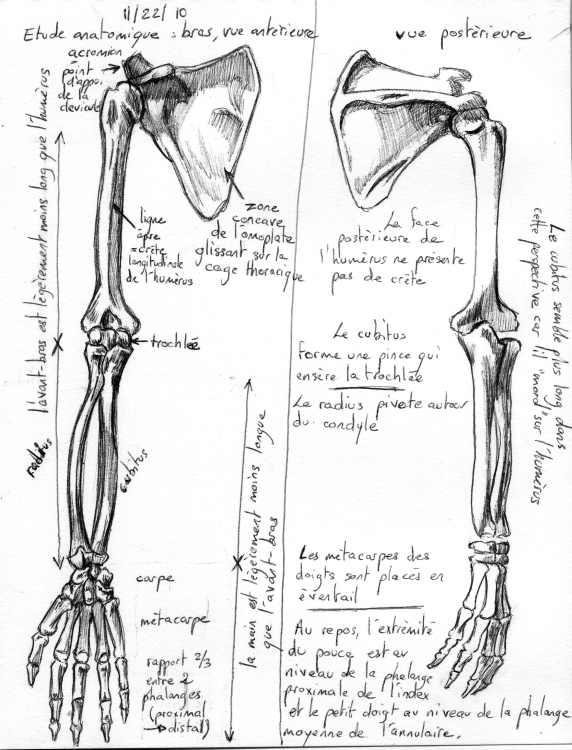 anatomic_study___arm_by_mourkhayn-d33fsru.jpg