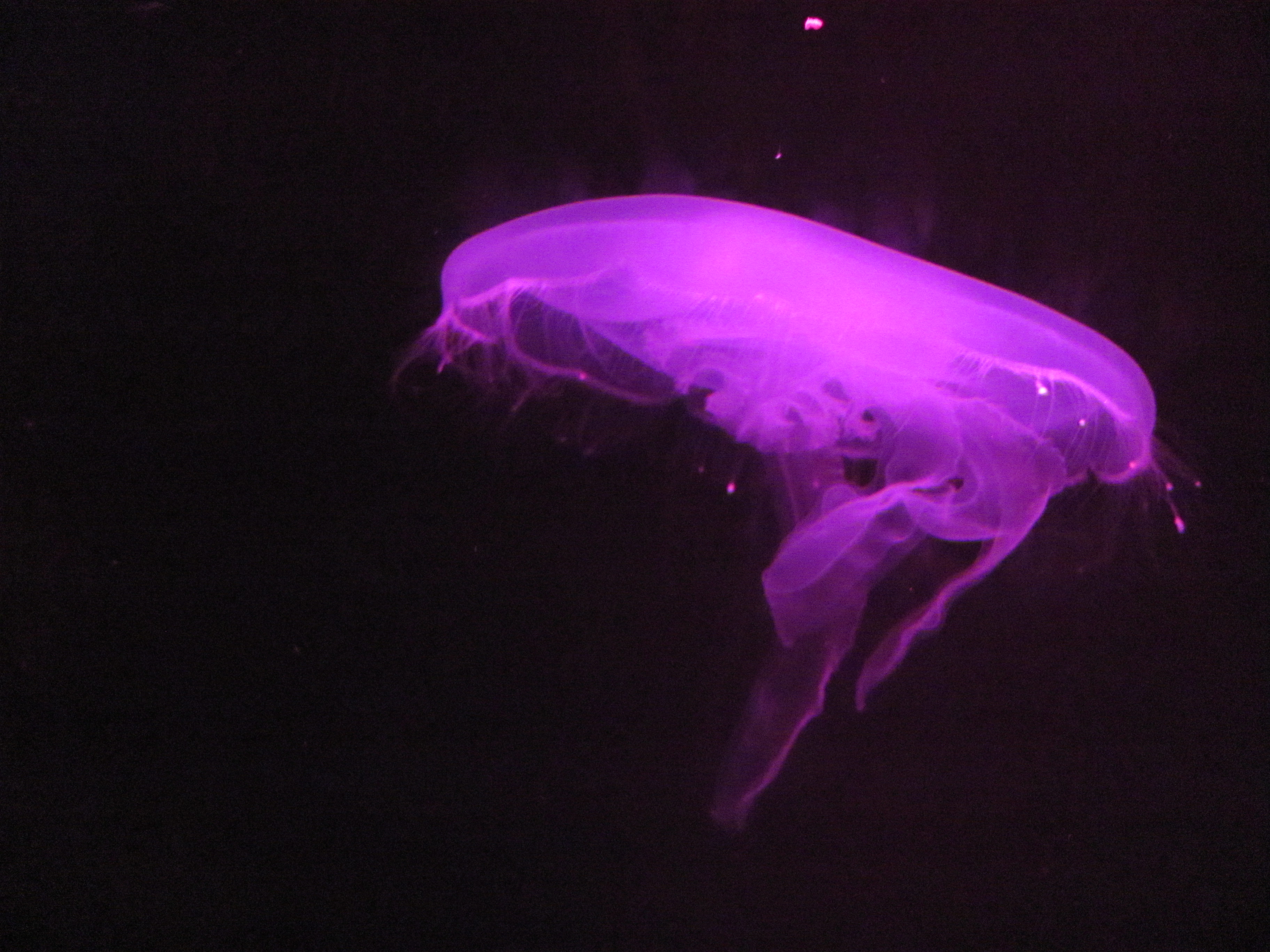 Neon Jellyfish wallpaper > Neon Jellyfish Papel de parede > Neon Jellyfish Fondos 