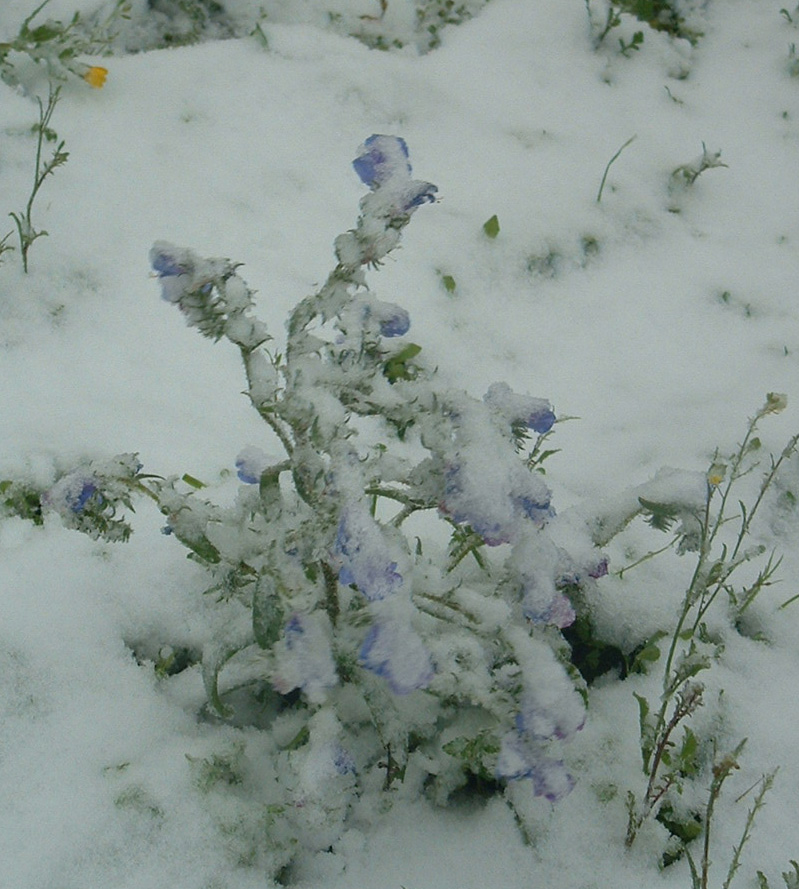 flor nevada wallpaper > flor nevada Papel de parede > flor nevada Fondos 