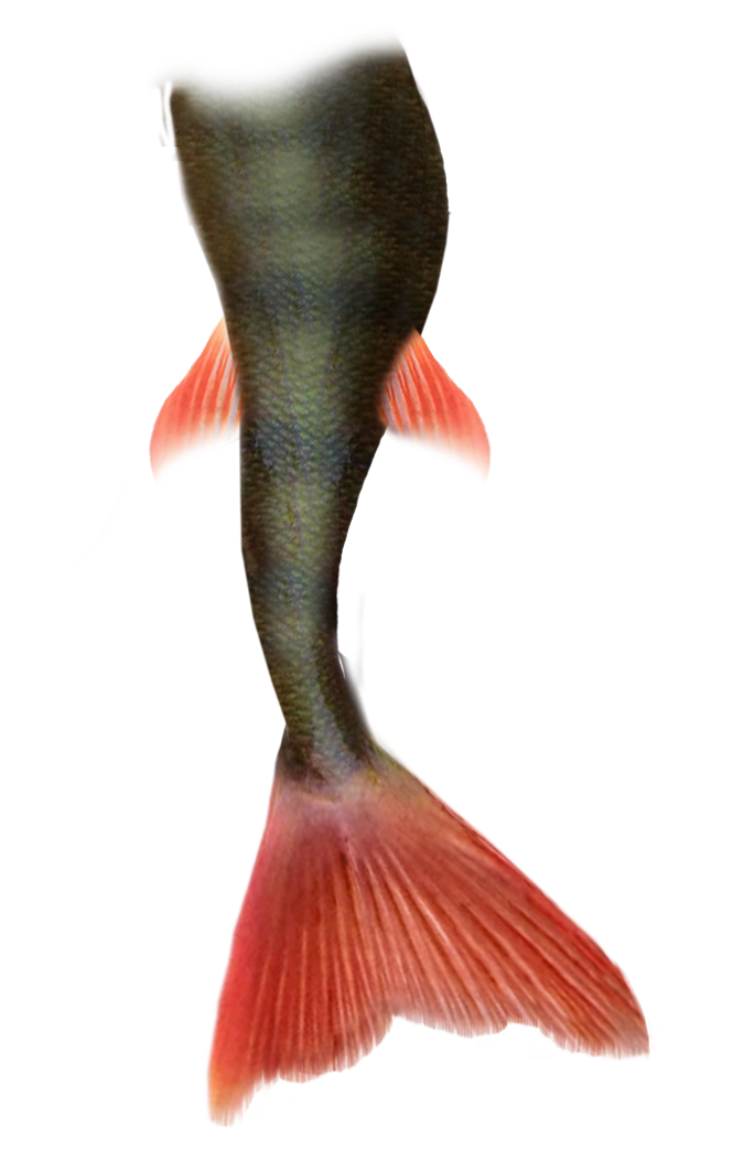 mermaid-tail-part-4-by-marioara08-on-deviantart