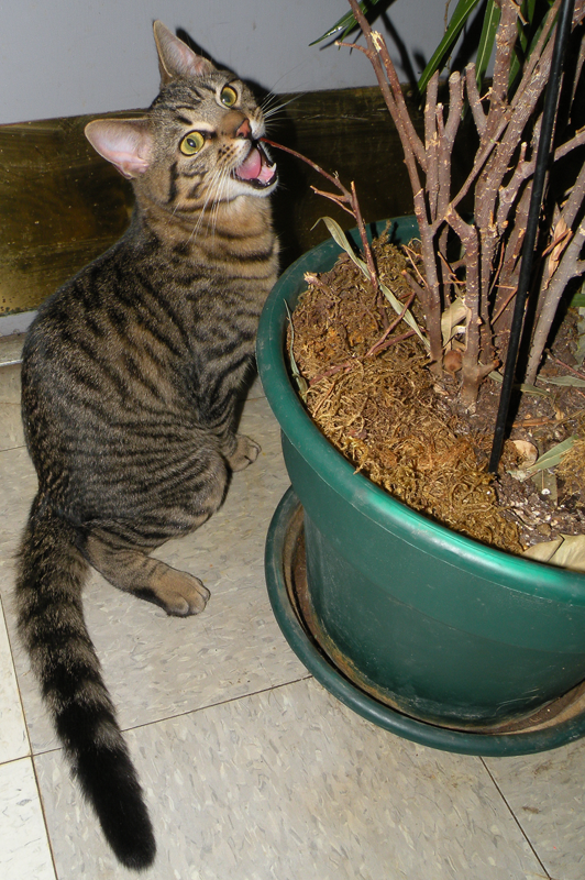 Funny plant eating face by Leonca
