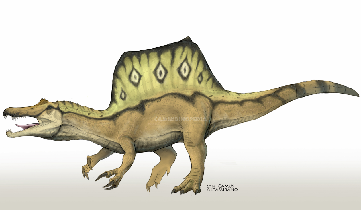 spinosaurus_aegyptiacus_by_camusaltamirano-d638ge8.png