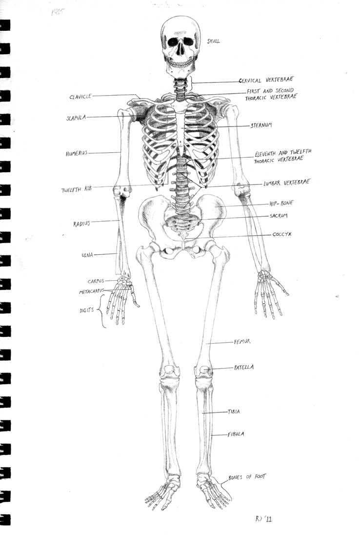 Skeleton Diagram by Kordyne on DeviantArt