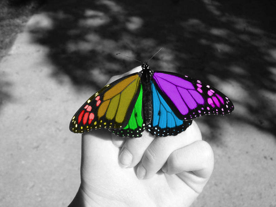 Color Splash Butterfly by MaliceUmbra on deviantART