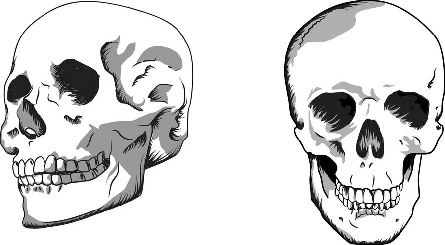 skull clip art vector - photo #42