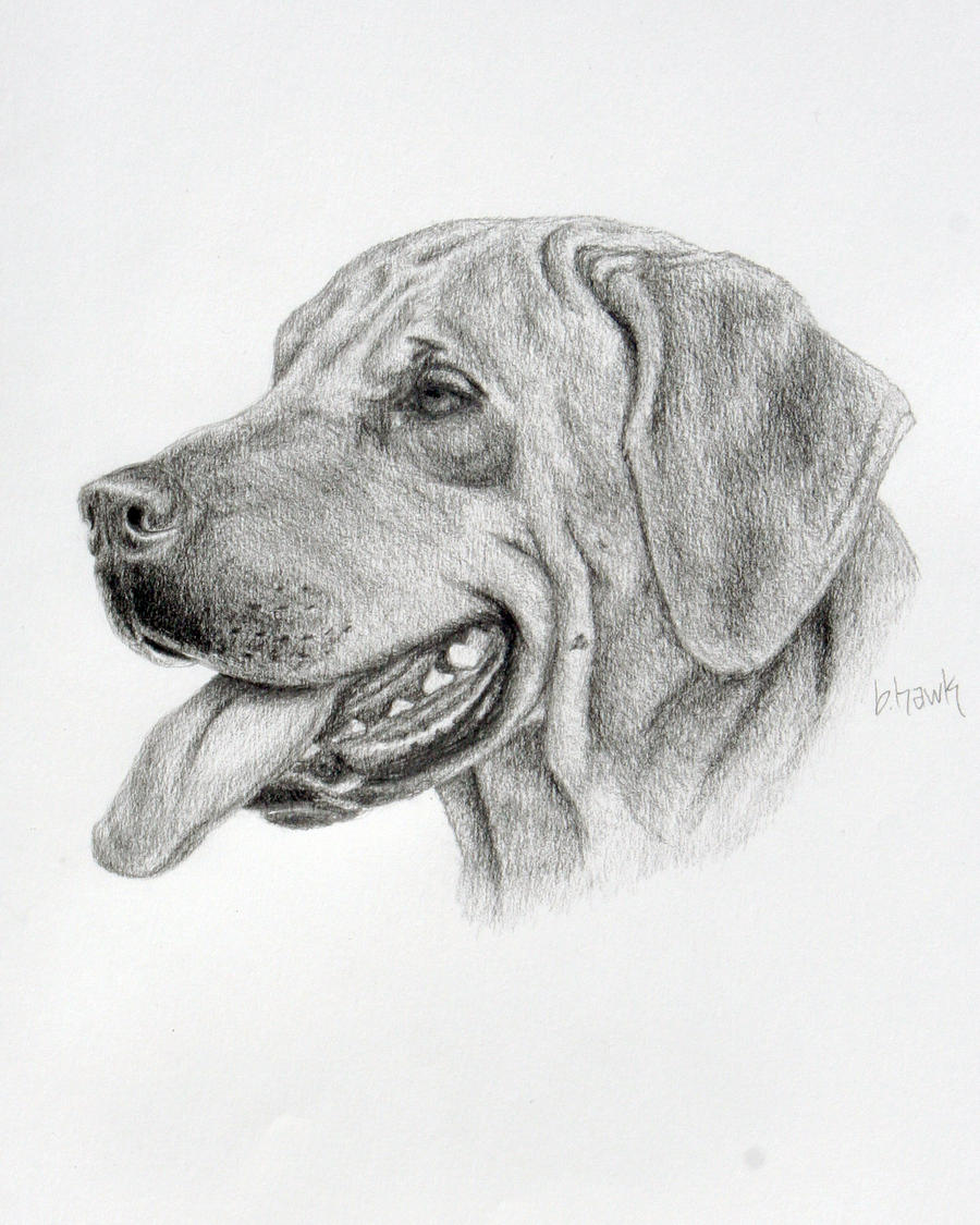 clip art rhodesian ridgeback dog - photo #26