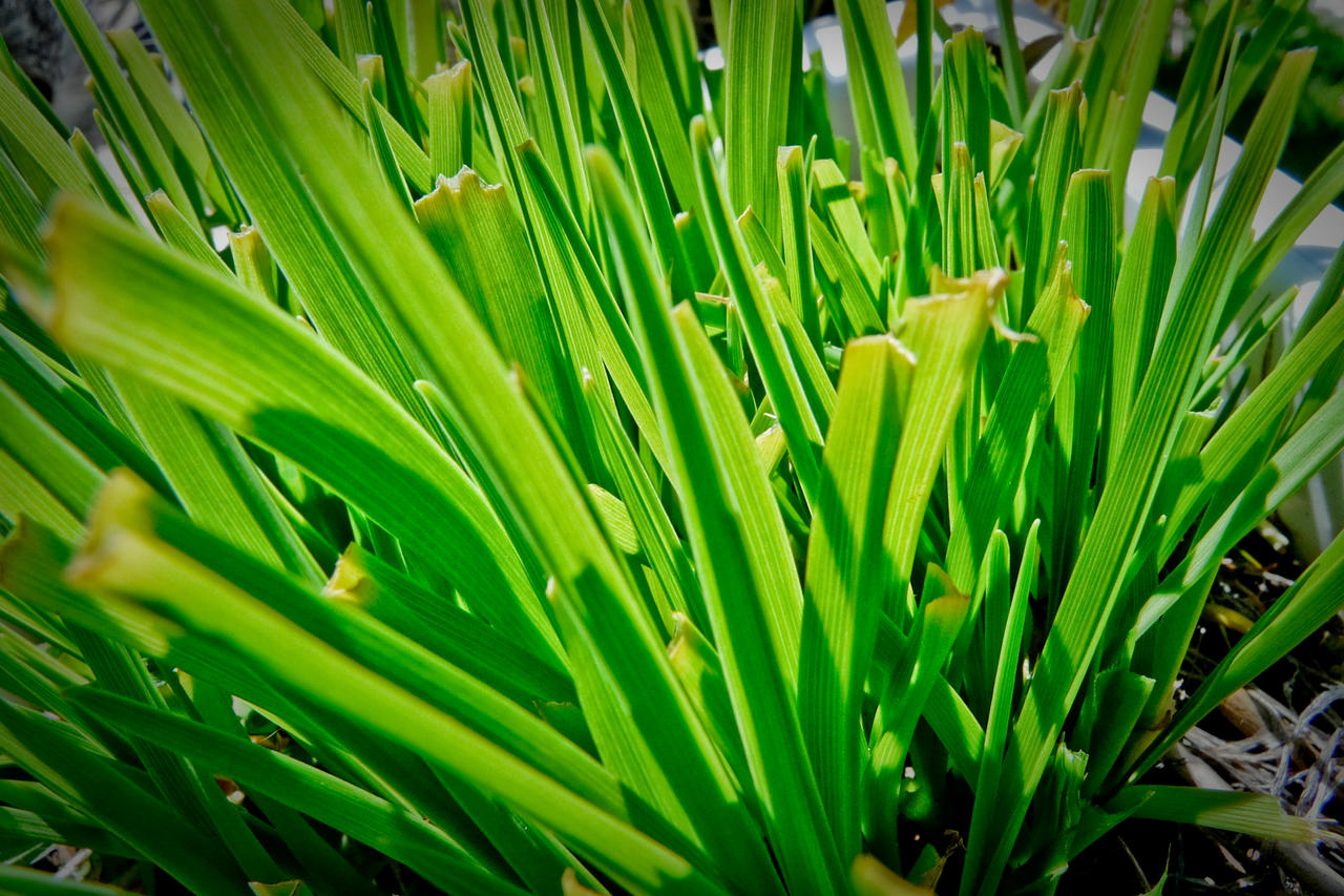 Grass_is_Greener___by_speedyink.jpg