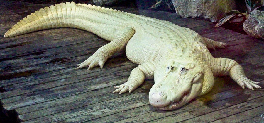 white_alligator_by_dragonora_ceohini-d3510af.jpg