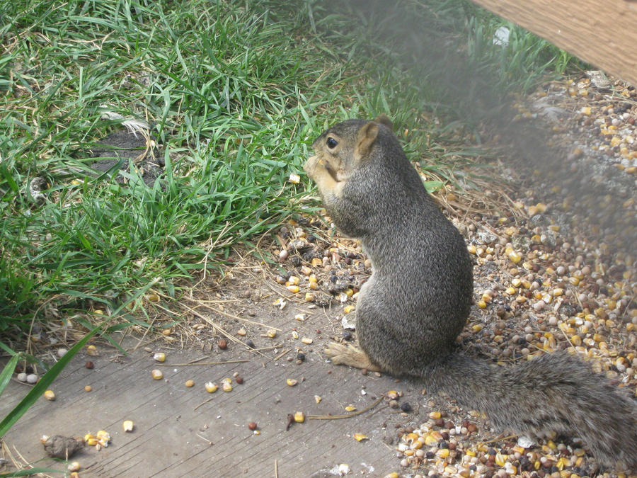 Wild Animal Squirrel wallpaper 