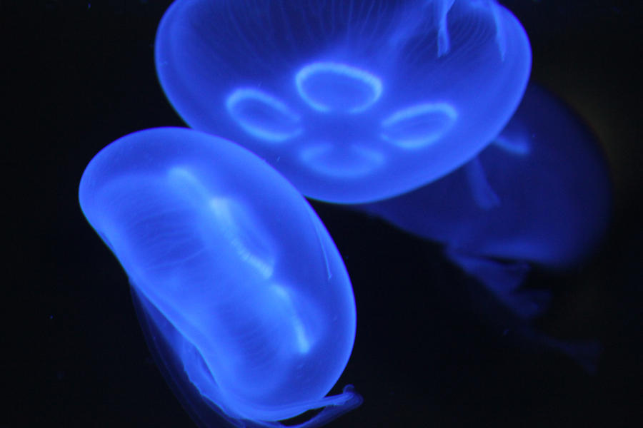 Fish Blue Jellyfish wallpaper