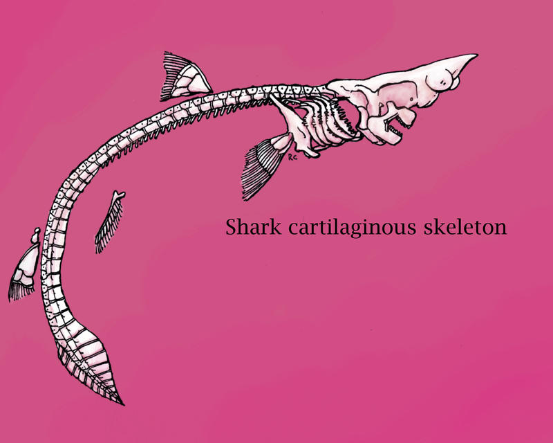 shark_skeleton_by_banvivirie-d2cx130.jpg