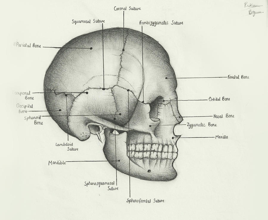 sutures of skull. Human Skull, Bones and Sutures
