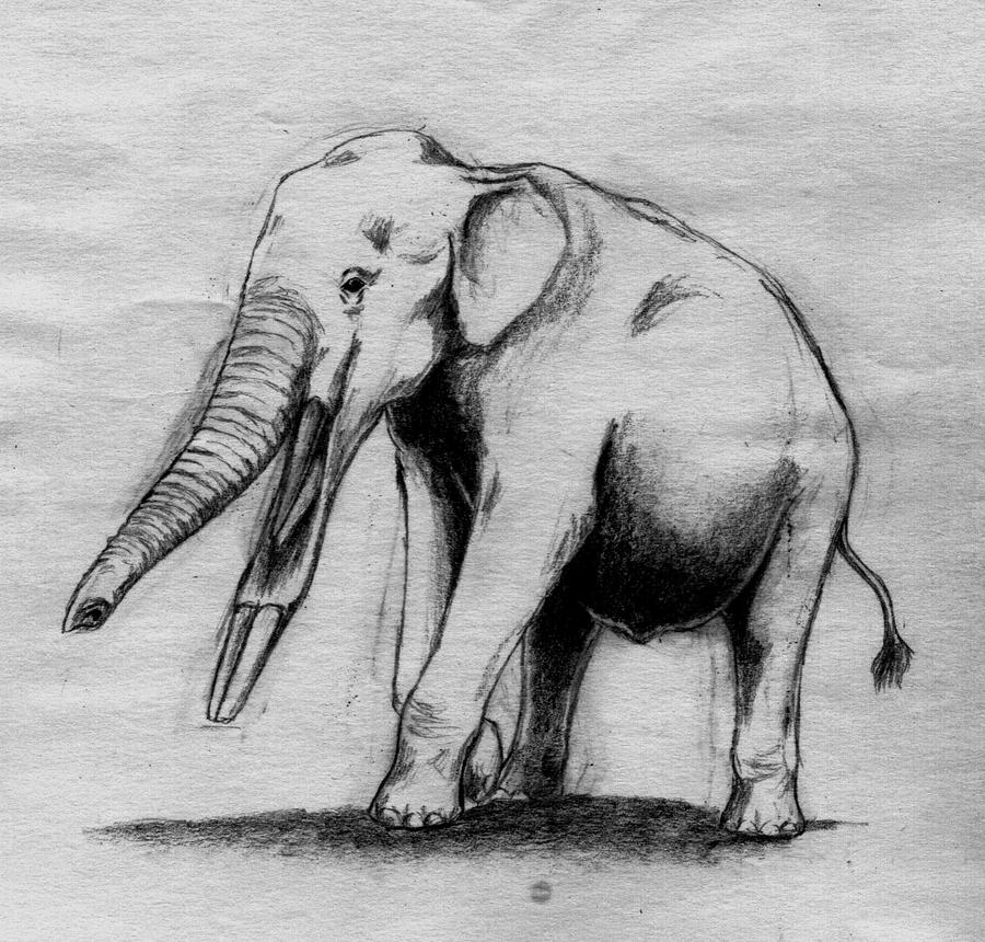 Elephantoidea by Asanbonsam