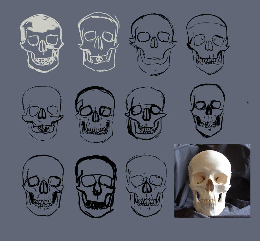 [Image: skull_study_by_wolkenfels-d53h73i.jpg]