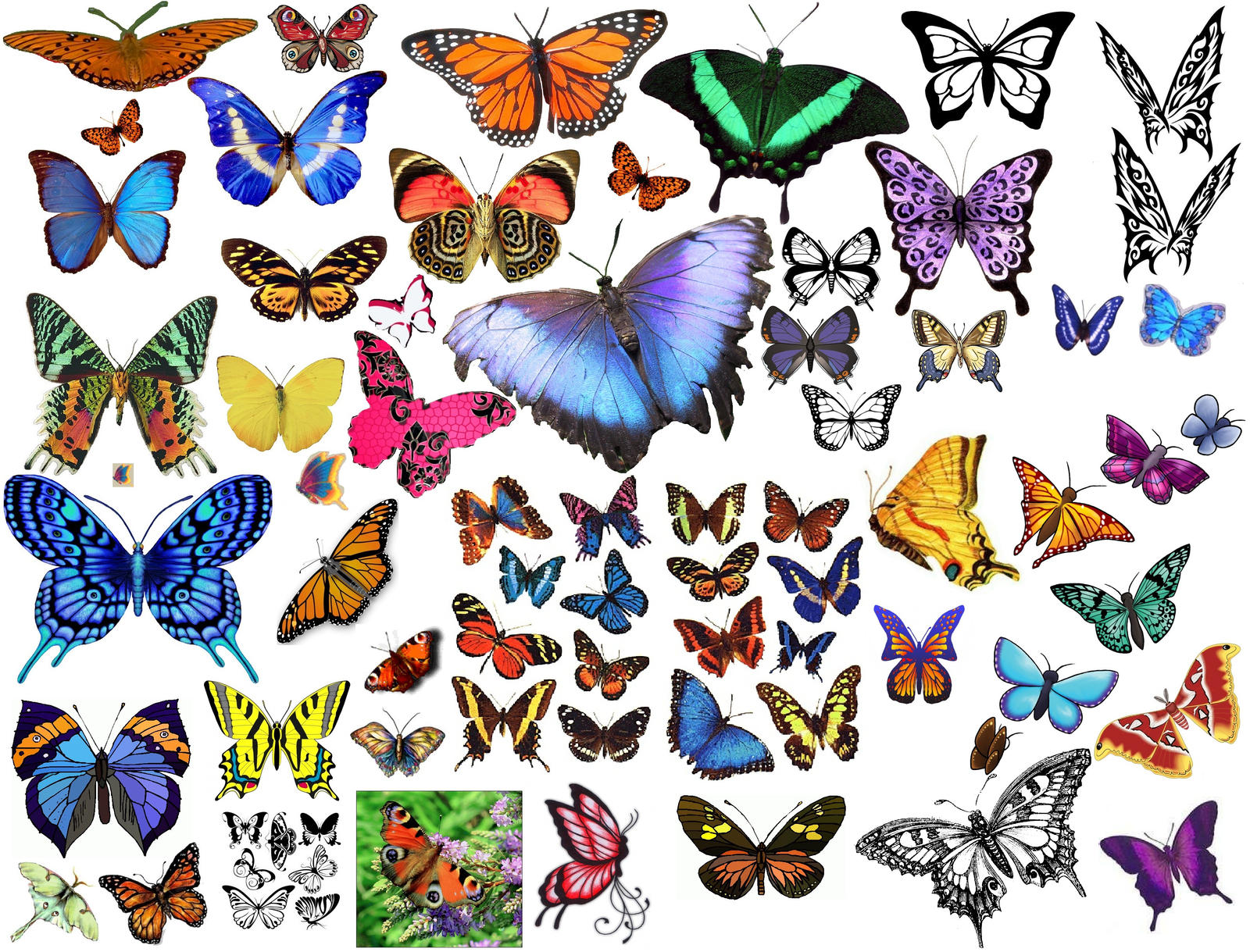 photo collage clipart - photo #43