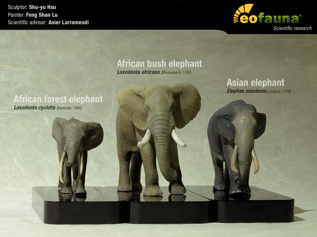 http://fc05.deviantart.net/fs70/i/2013/247/5/3/great_extant_elephant_sculptures_by_eofauna-d6kz37o.jpg