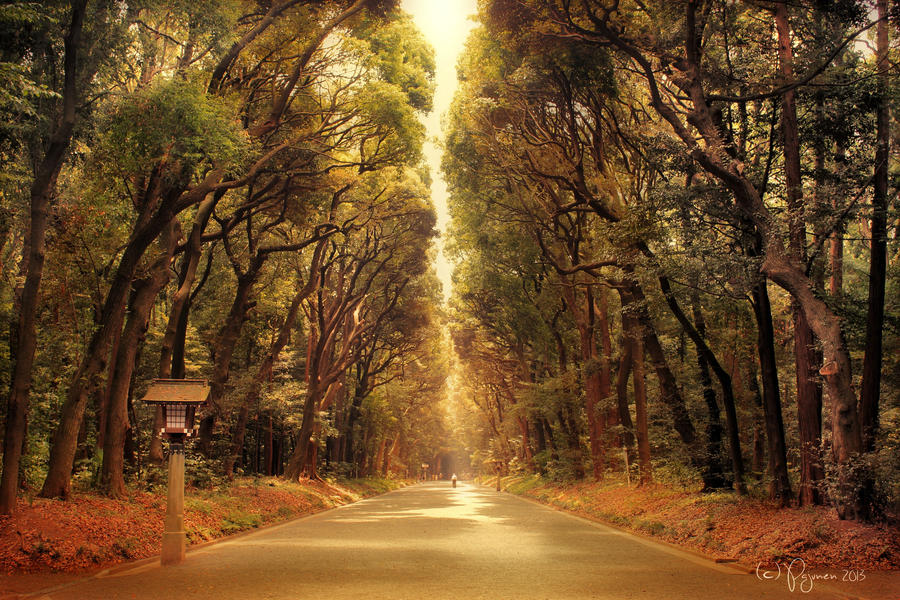 the road to meiji shrine by pajunen d6y6edu