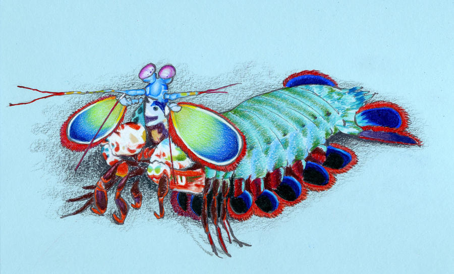 mantis shrimp coloring pages - photo #26