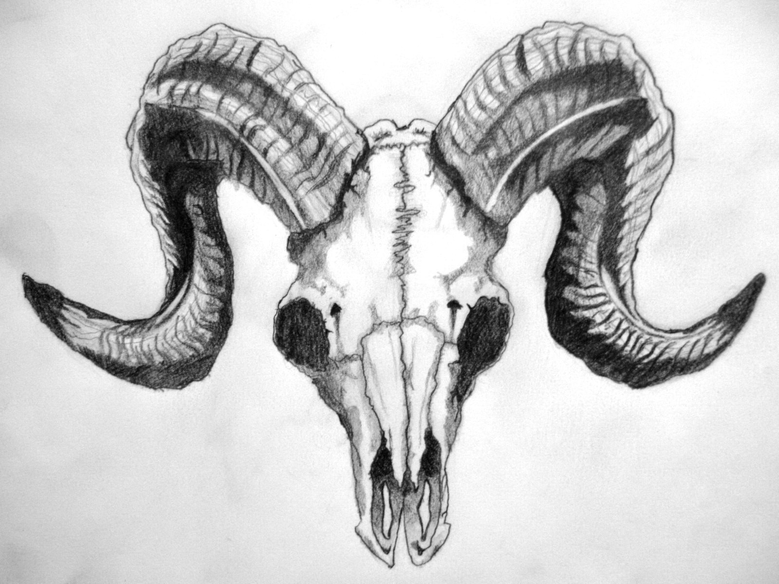 skull art drawings